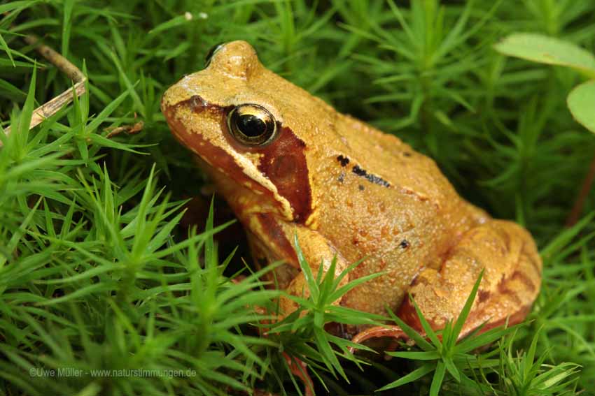 Moorfrosch (Rana arvalis)