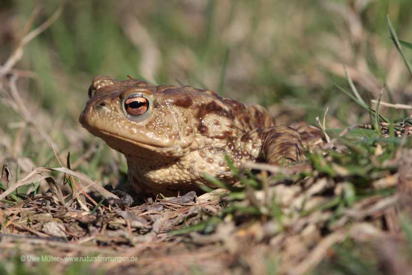 Erdkröte (Bufo bufo)