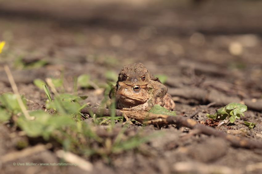 Erdkröte (Bufo bufo)