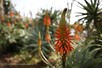 Echte Aloe (Aloe vera)