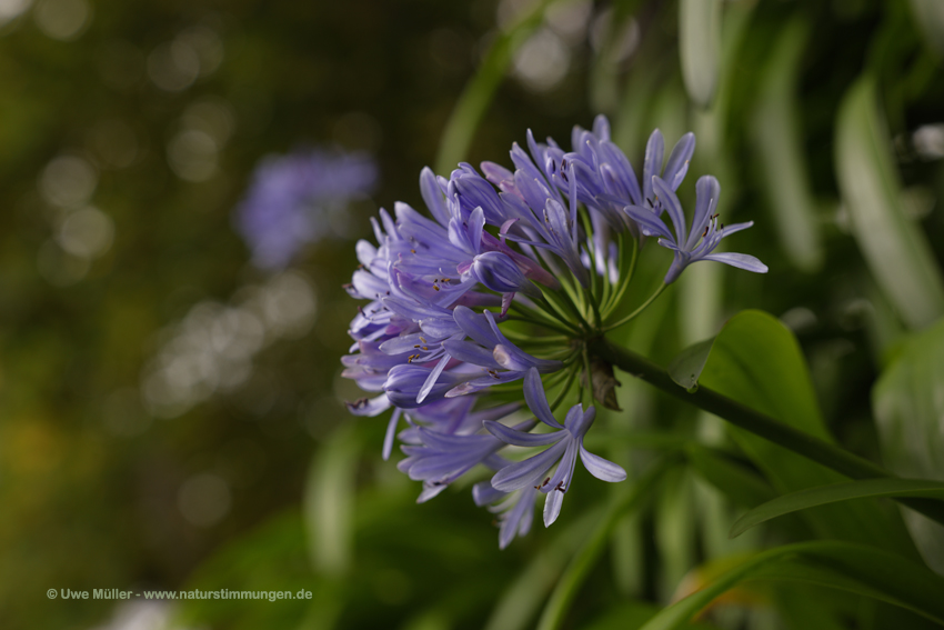 Blaue Schmucklilie (Agapanthus praecox)