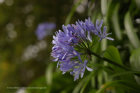 Blaue Schmucklilie (Agapanthus praecox)