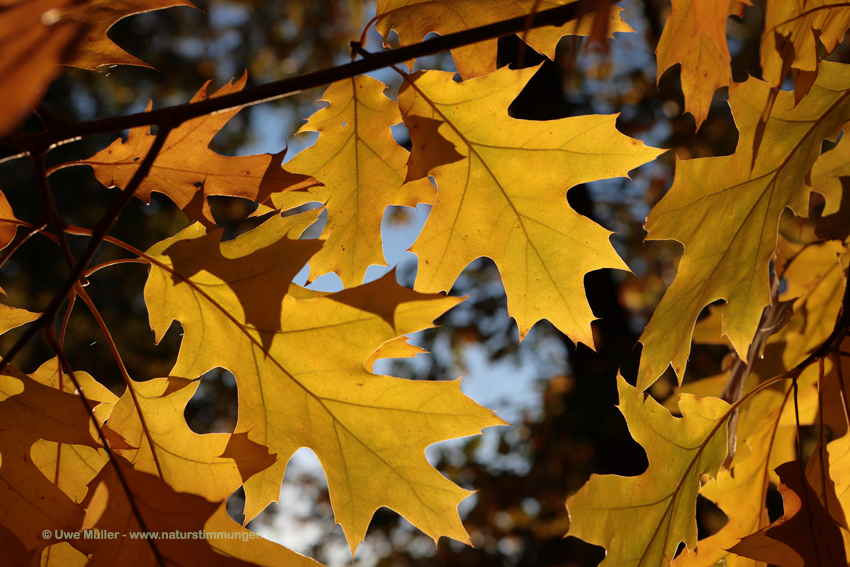 Roteiche (Quercus rubra)