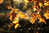 Roteiche (Quercus rubra)