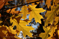 Roteiche (Quercus rubra)