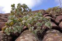 Aeonium haworthii (Aeonium haworthii)