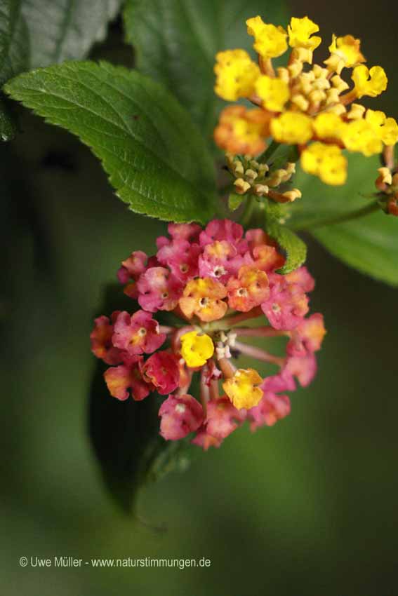 Wandelröschen (Lantana camara)