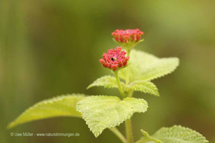 Wandelröschen (Lantana camara)