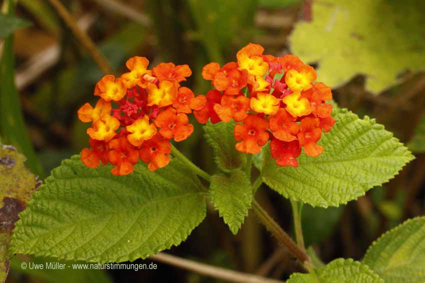 Wandelröschen (Lantana camara)