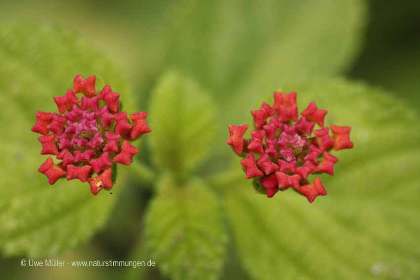 Wandelröschen (Lantana camara)