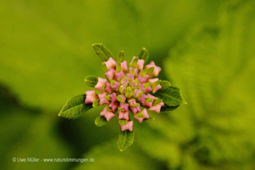 Wandelröschen (Lantana camara)