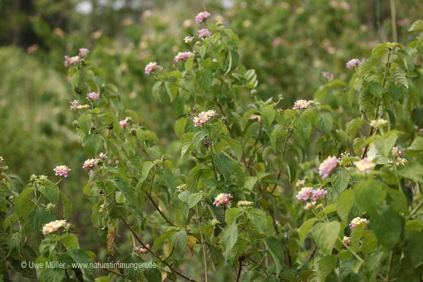 Wandelröschen (Lantana camara)