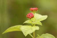 Wandelröschen (Lantana camara)