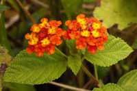 Wandelröschen (Lantana camara)