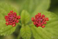 Wandelröschen (Lantana camara)