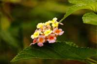 Wandelröschen (Lantana camara)