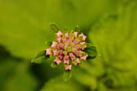 Wandelröschen (Lantana camara)