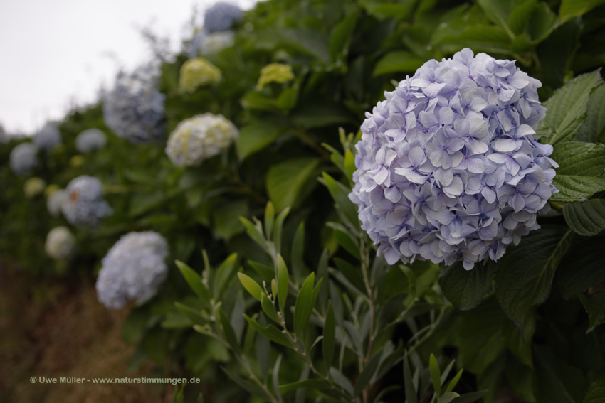 Gartenhortensie (Hydrangea macrophylla)