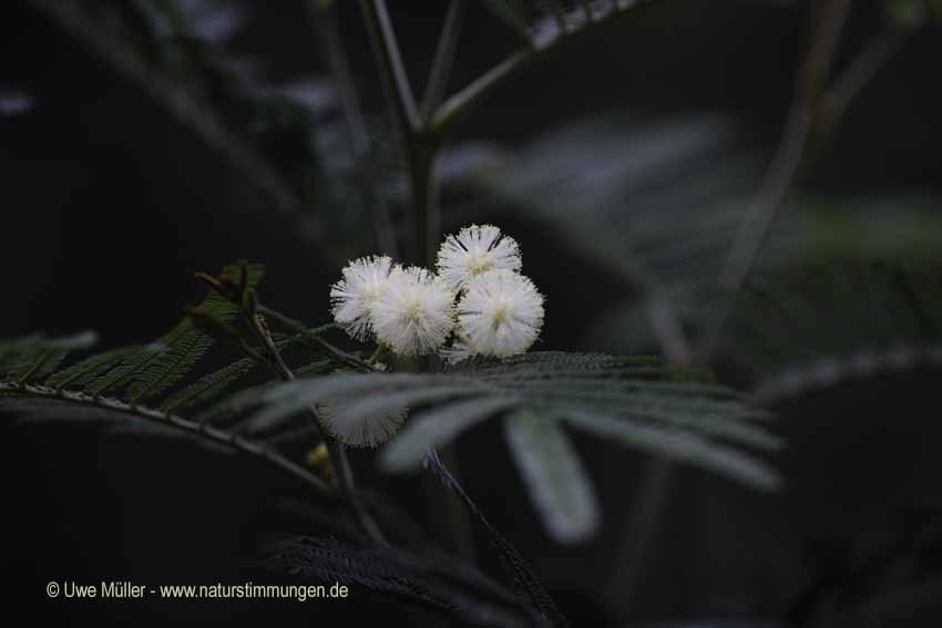 Acacia mearnsii (Acacia mearnsii)