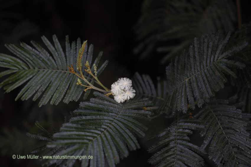 Acacia mearnsii (Acacia mearnsii)