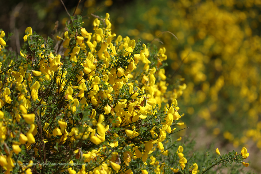 Behaarter Ginster (Genista pilosa)