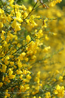 Behaarter Ginster (Genista pilosa)