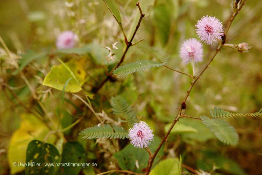 Mimose, auch Schamhafte Sinnpflanze (Mimosa pudica)