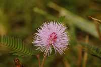 Mimose, auch Schamhafte Sinnpflanze (Mimosa pudica)