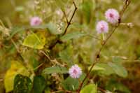 Mimose, auch Schamhafte Sinnpflanze (Mimosa pudica)