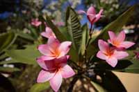 Rote Frangipani (Plumeria rubra)