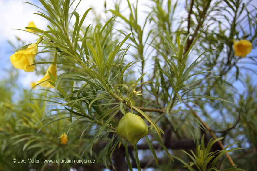 Schellenbaum (Thevetia peruviana)