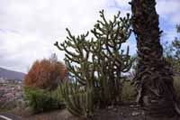 Cylindropuntia acanthocarpa (Cylindropuntia acanthocarpa))