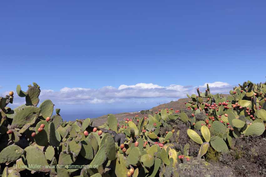 Opuntia ficus-indica, auch Feigenkaktus (Opuntia ficus-indica)