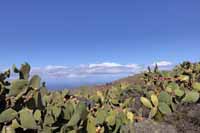 Opuntia ficus-indica, auch Feigenkaktus (Opuntia ficus-indica)