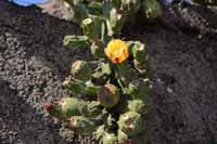 Opuntia ficus-indica, auch Feigenkaktus (Opuntia ficus-indica)