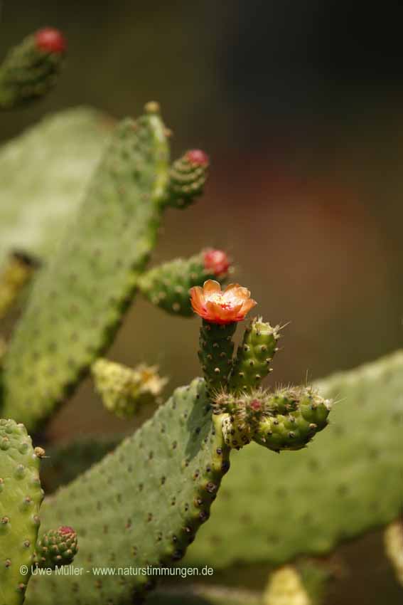 Opuntia quitensis (Opuntia quitensis)