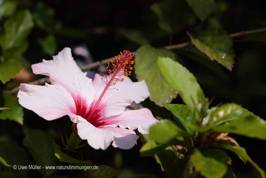 Chinesische Roseneibisch, auch Chinesische Rose, Zimmer-Hibiskus, Hibiskus (Hibiscus rosa-sinensis)