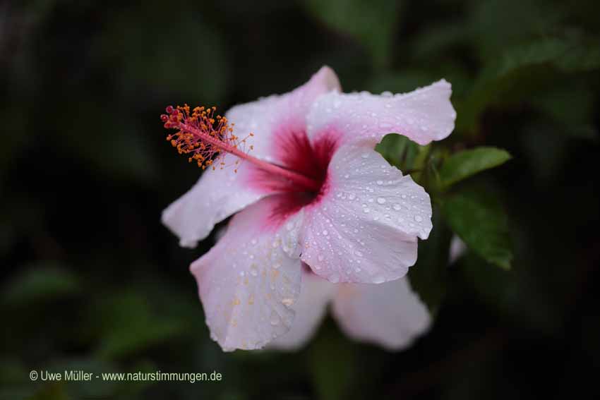 Chinesische Roseneibisch, auch Chinesische Rose, Zimmer-Hibiskus, Hibiskus (Hibiscus rosa-sinensis)