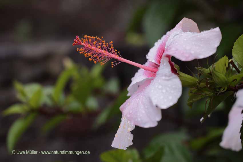 Chinesische Roseneibisch, auch Chinesische Rose, Zimmer-Hibiskus, Hibiskus (Hibiscus rosa-sinensis)