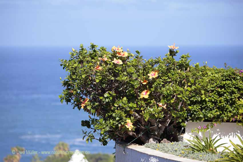 Chinesische Roseneibisch, auch Chinesische Rose, Zimmer-Hibiskus, Hibiskus (Hibiscus rosa-sinensis)