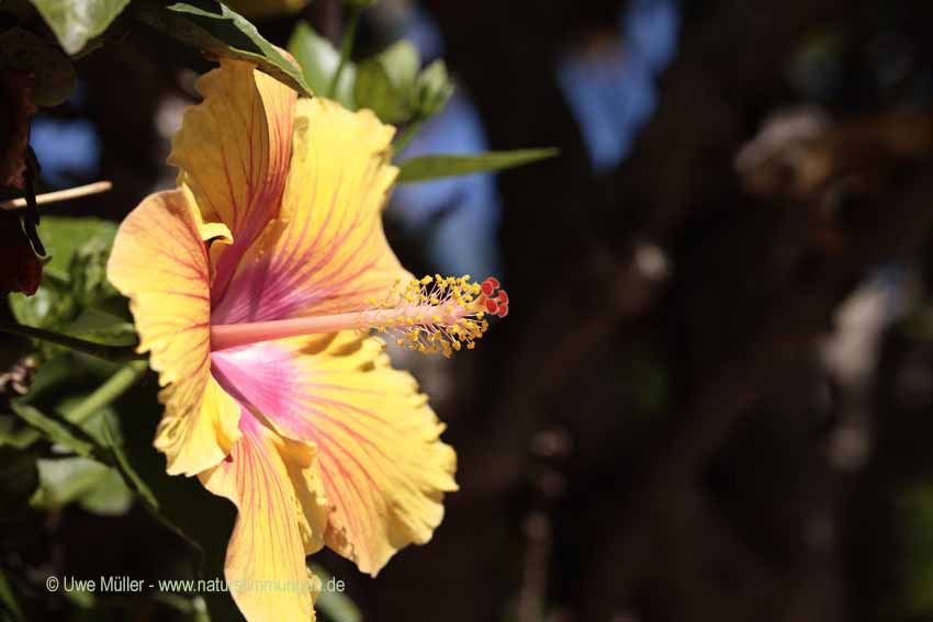 Chinesische Roseneibisch, auch Chinesische Rose, Zimmer-Hibiskus, Hibiskus (Hibiscus rosa-sinensis)