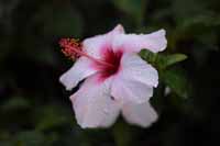 Chinesische Roseneibisch, auch Chinesische Rose, Zimmer-Hibiskus, Hibiskus (Hibiscus rosa-sinensis)