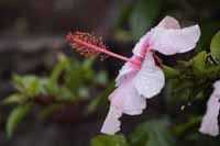 Chinesische Roseneibisch, auch Chinesische Rose, Zimmer-Hibiskus, Hibiskus (Hibiscus rosa-sinensis)