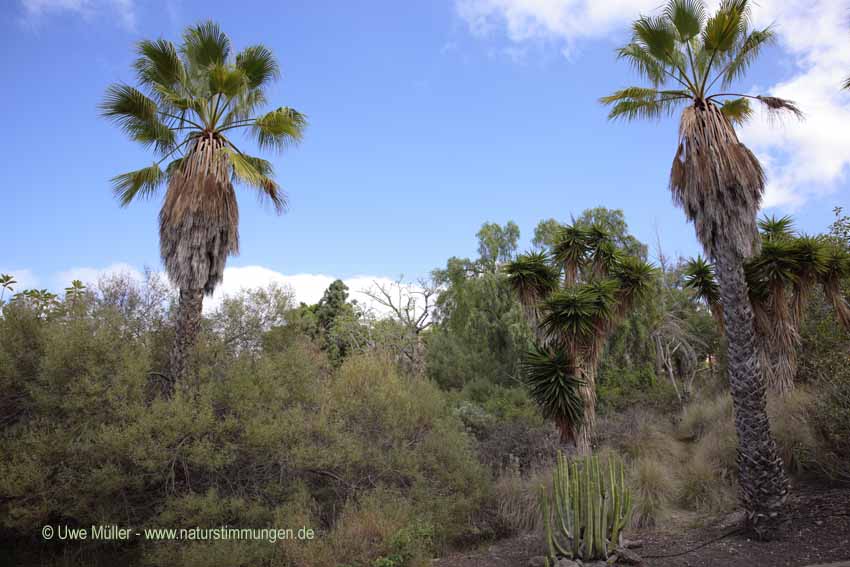 Chinesische Hanfpalme (Trachycarpus fortunei)