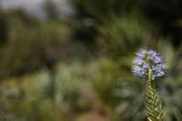 Madeira-Natternkopf (Echium candicans)