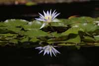 Nymphaea caerulea, auch Blauer Lotus (Nymphaea caerulea)