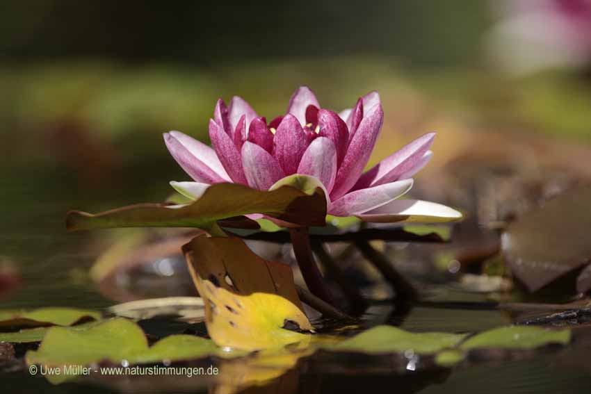 Laydeckeri Lilacea (Nymphaea x cult)