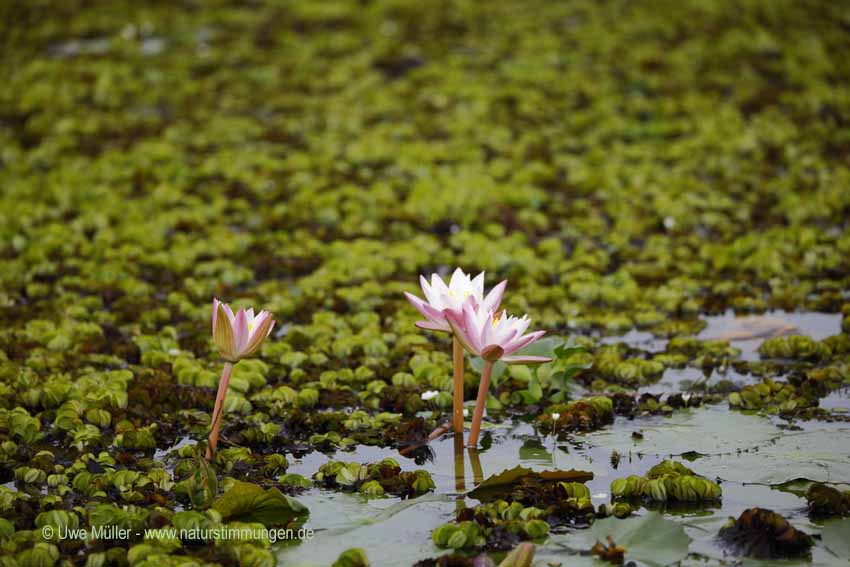 Stern-Seerose (Nymphaea stellata)