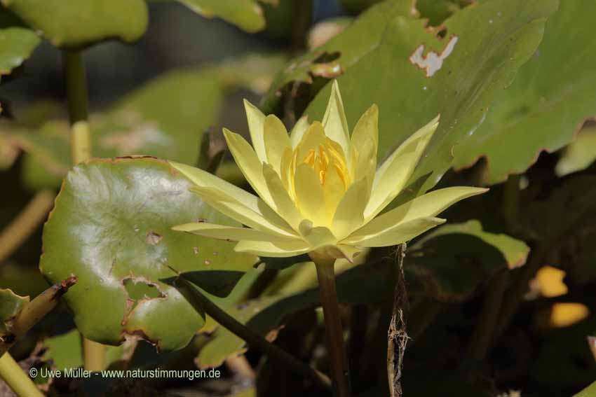 Wohlriechende Seerose (Nymphaea odorata)