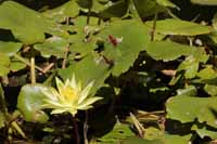 Wohlriechende Seerose (Nymphaea odorata)